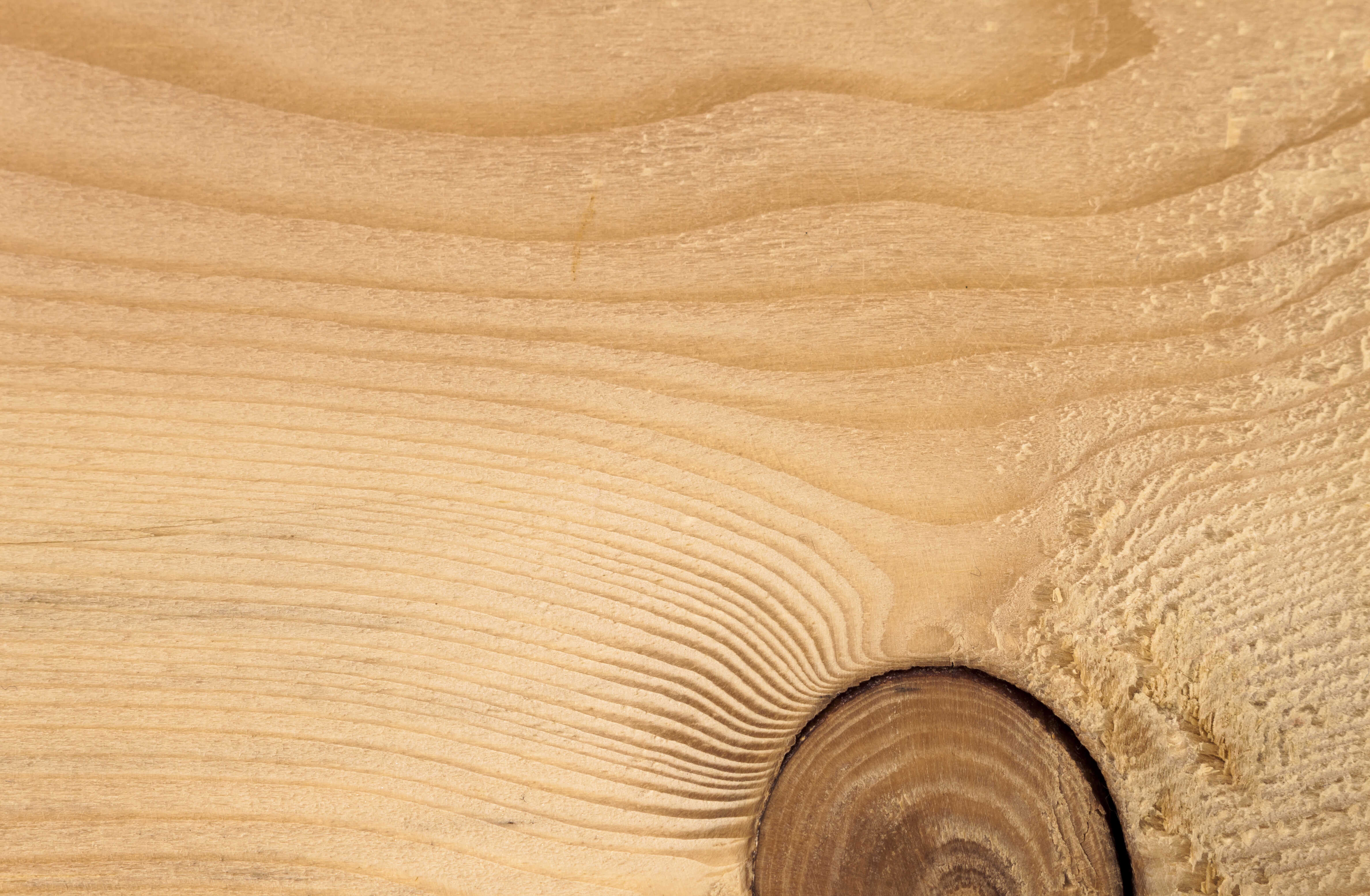 Дерево лиственница