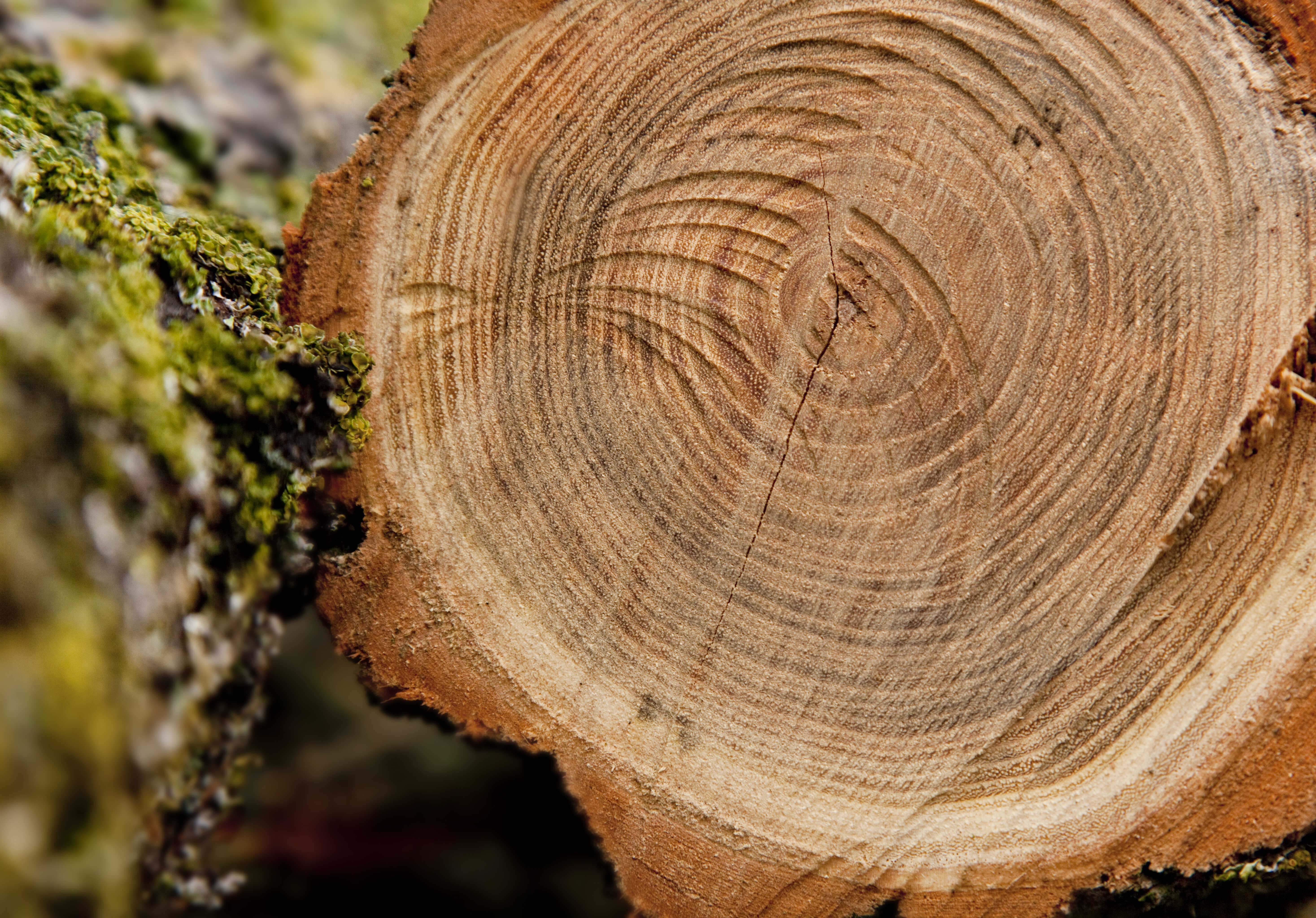 Свойства лиственницы